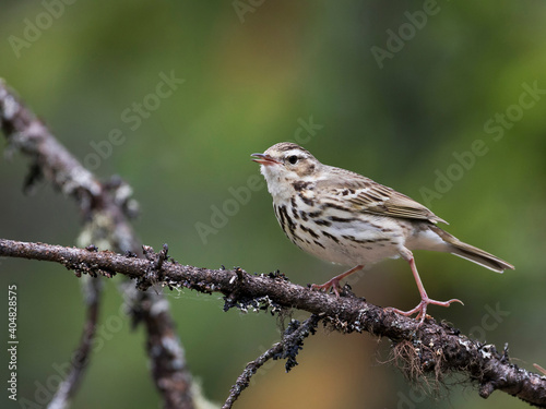 Siberische Boompieper, Olive-backed Pipit, Anthus hodgsoni yunnanensis