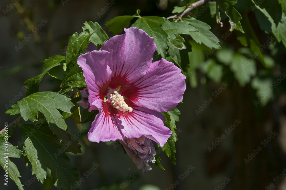 Close-up of single sweet white and pink flowers of hibiscus or rosa sinensis, blooming on branches with green leaves, Sofia, Bulgaria Close-up of single sweet white and pink flowers of hibiscus or rosa sinensis, blooming on branches with green leaves, Sofia, Bulgaria