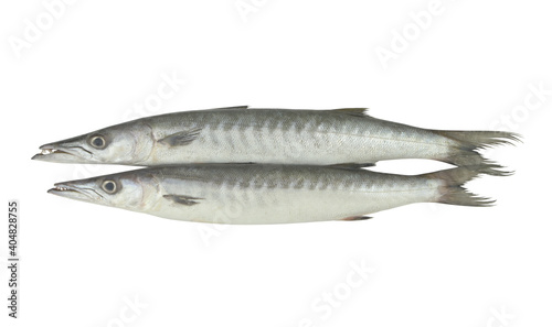 Two barracuda fishes isolated on white background