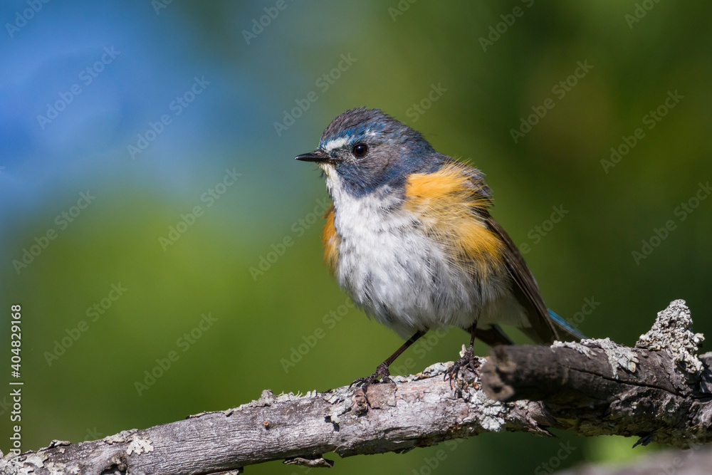 Blauwstaart, Red-flanked Bluetail, Tarsiger cyanurus Blauwstaart, Red-flanked Bluetail, Tarsiger cyanurus
