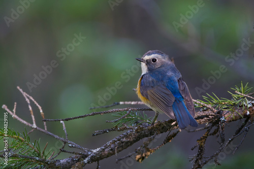 Blauwstaart, Red-flanked Bluetail, Tarsiger cyanurus © AGAMI