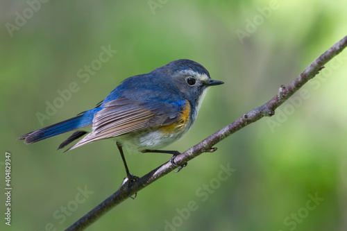 Blauwstaart, Red-flanked Bluetail, Tarsiger cyanurus © AGAMI