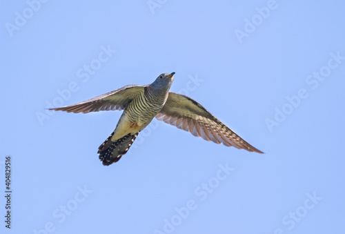 Boskoekoek  Oriental Cuckoo  Cuculus saturatus optatus