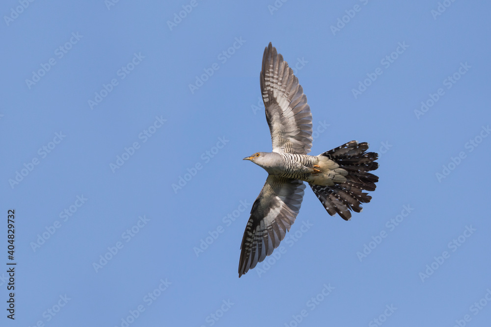 Boskoekoek, Oriental Cuckoo, Cuculus saturatus optatus Boskoekoek, Oriental Cuckoo, Cuculus saturatus optatus