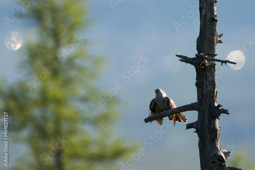 Boskoekoek, Oriental Cuckoo, Cuculus saturatus optatus photo