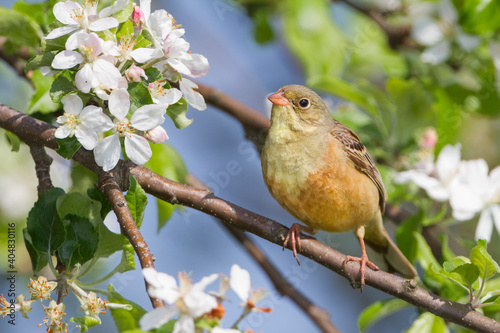 Ortolaan, Ortolan Bunting, Emberiza hortulana photo