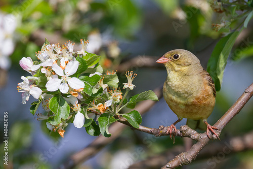 Ortolaan, Ortolan Bunting, Emberiza hortulana photo