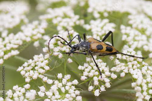 Pachyta quadrimaculata photo