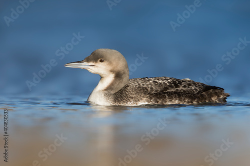 Pacifische Parelduiker, Pacific Loon, Gavia pacifica photo