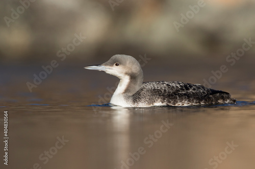 Pacifische Parelduiker, Pacific Loon, Gavia pacifica photo