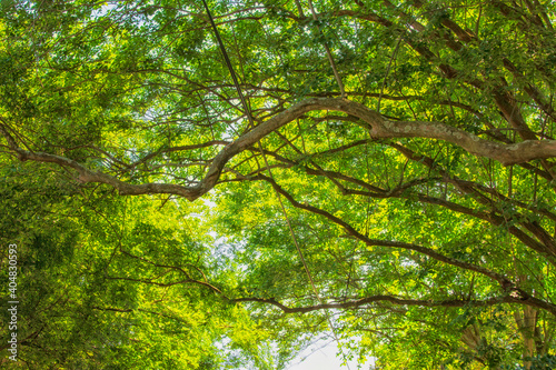 Green canopy © Patricia