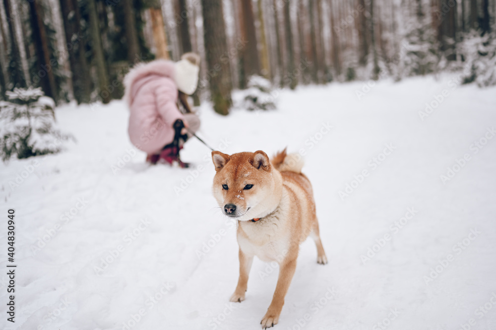 Happy family weekend - little cute girl in pink warm outwear walking having fun with red shiba inu dog in snowy white cold winter forest outdoors. Kids sport vacation activities concept.