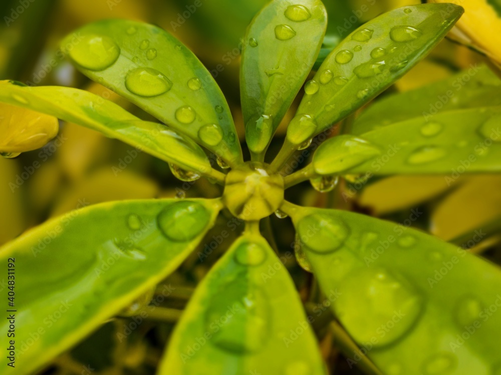 Water drops on houseplant leaves Water drops on houseplant leaves