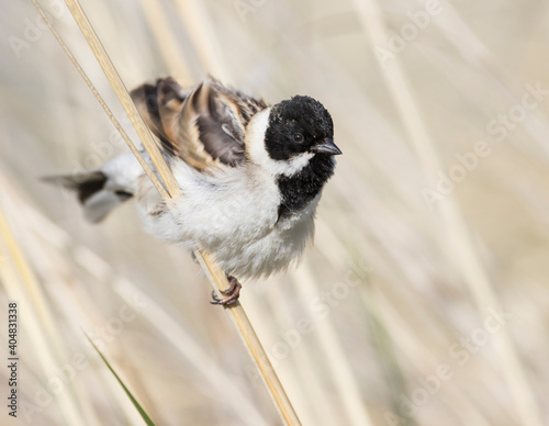 Pallas' Rietgors, Pallas's Bunting, Schoeniclus pallasi photo