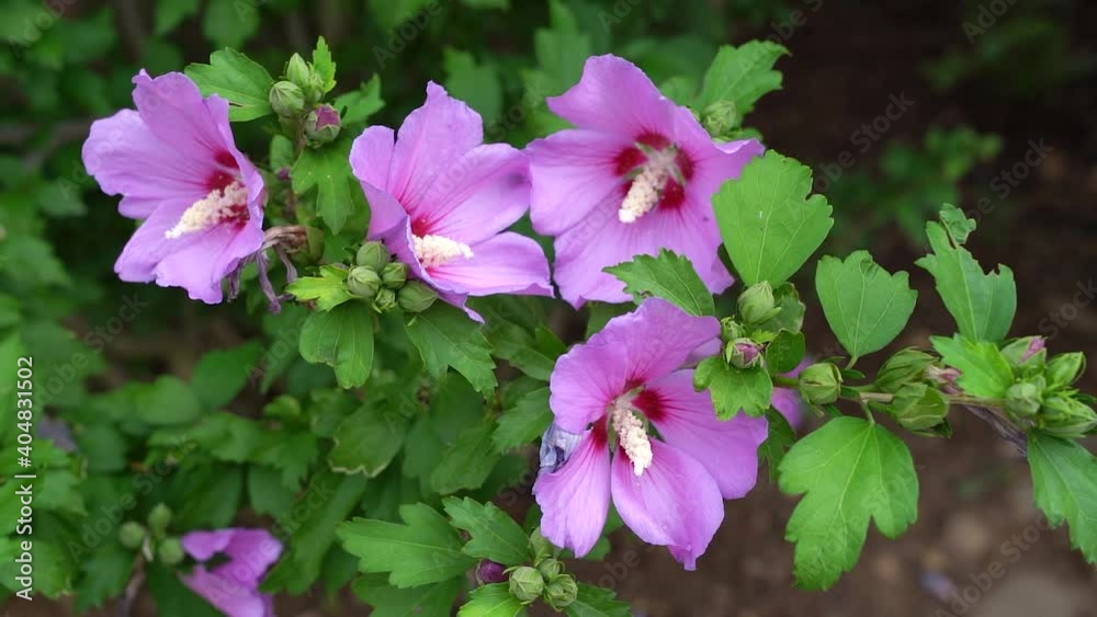 Zweig eines Straucheibisch mit rosa Blüten in Nahaufnahme - Hibiscus syriacus, Gartenhibiskus Zweig eines Straucheibisch mit rosa Blüten in Nahaufnahme - Hibiscus syriacus, Gartenhibiskus