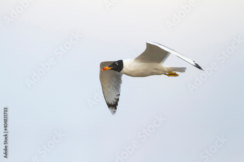 Reuzenzwartkopmeeuw, Pallas's Gull, Ichthyaetus ichthyaetus photo