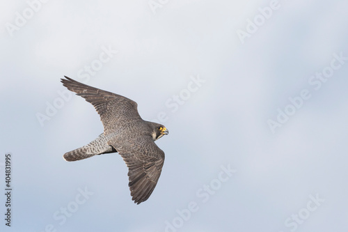 Slechtvalk, Peregrine Falcon, Falco peregrinus peregrinus photo
