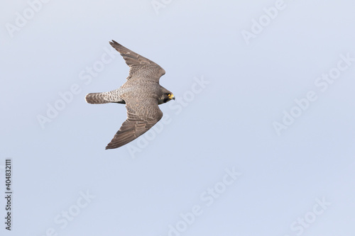 Slechtvalk, Peregrine Falcon, Falco peregrinus peregrinus photo