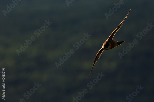 Slechtvalk, Peregrine Falcon, Falco peregrinus peregrinus photo