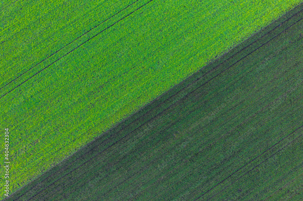 Előszállás, Hungary - Aerial view of cultivated early wheat filed at countryside, farm concept, agriculture texture.