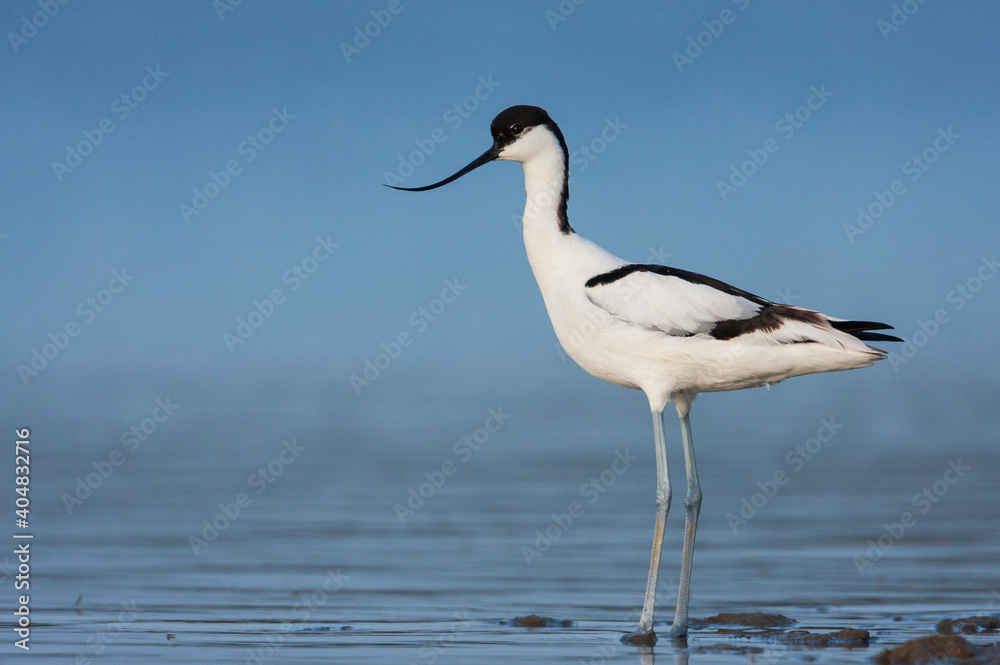 Kluut, Pied Avocet, Recurvirostra avoseta Kluut, Pied Avocet, Recurvirostra avoseta