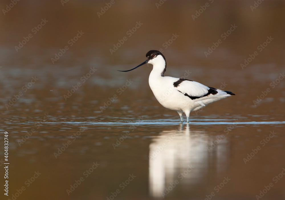 Kluut, Pied Avocet, Recurvirostra avoseta Kluut, Pied Avocet, Recurvirostra avoseta