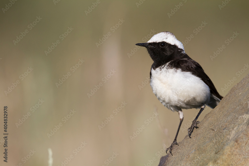 Bonte Tapuit, Pied Wheatear, Oenanthe pleschanka Bonte Tapuit, Pied Wheatear, Oenanthe pleschanka