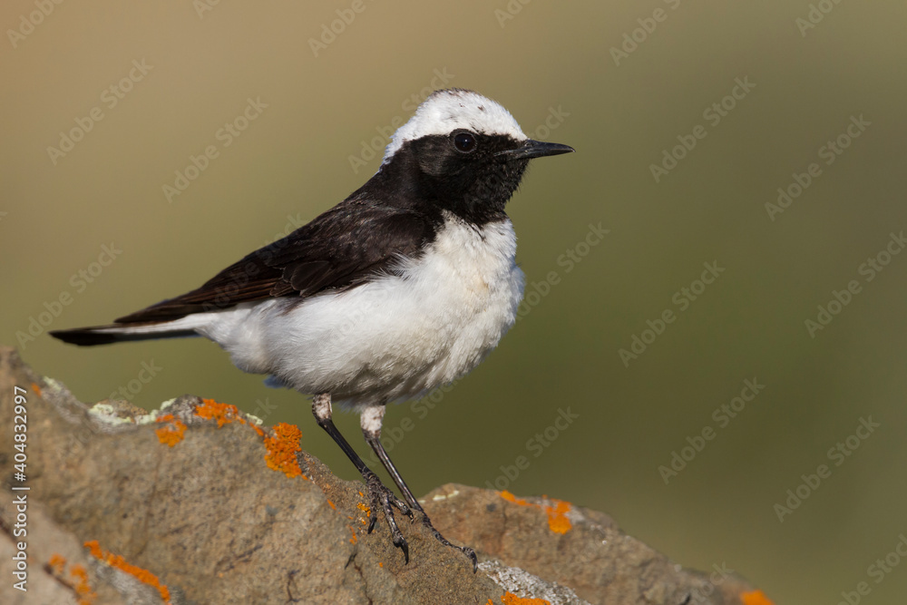 Naklejka premium Bonte Tapuit, Pied Wheatear, Oenanthe pleschanka