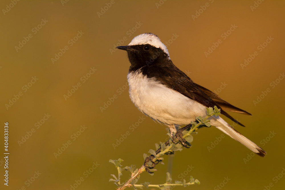 Obraz premium Bonte Tapuit, Pied Wheatear, Oenanthe pleschanka