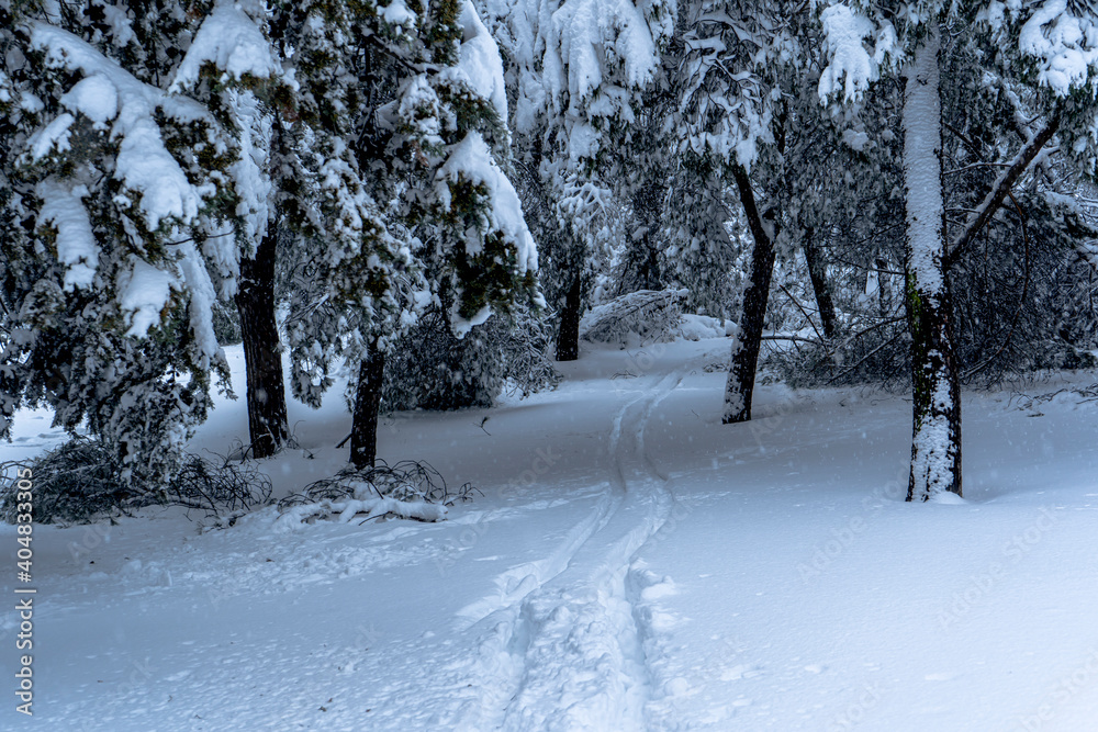 Trees in snowy urban park