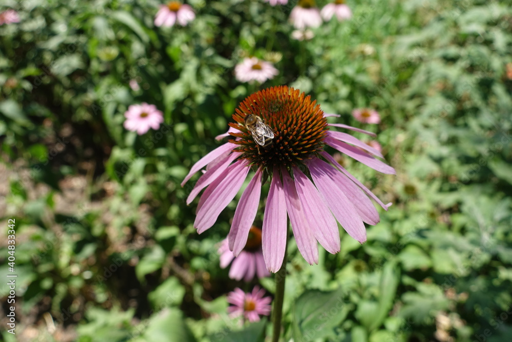 Little bee pollinating pink flower of Echinacea purpurea in July