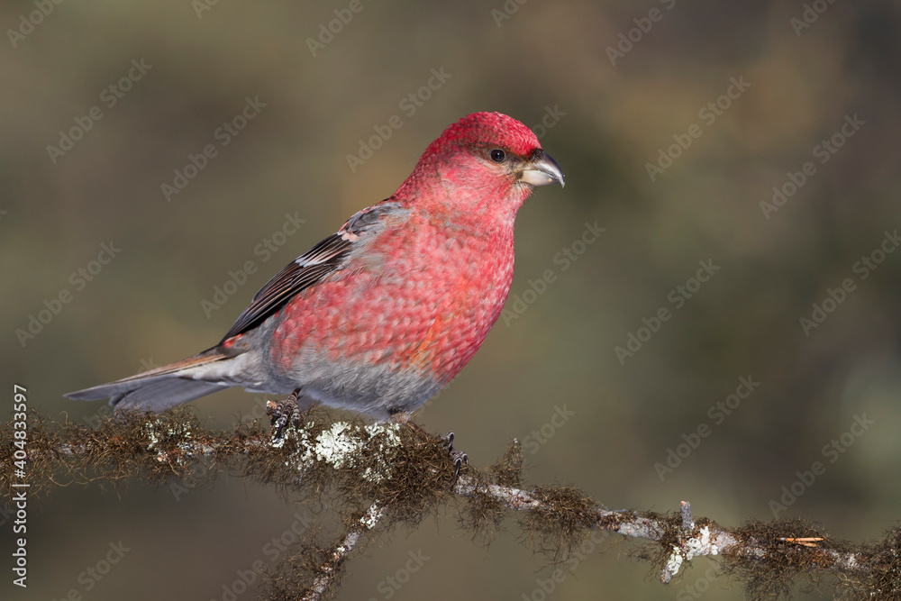 Haakbek, Pine Grosbeak, Pinicola enucleator Haakbek, Pine Grosbeak, Pinicola enucleator