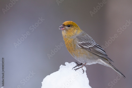 Haakbek, Pine Grosbeak, Pinicola enucleator