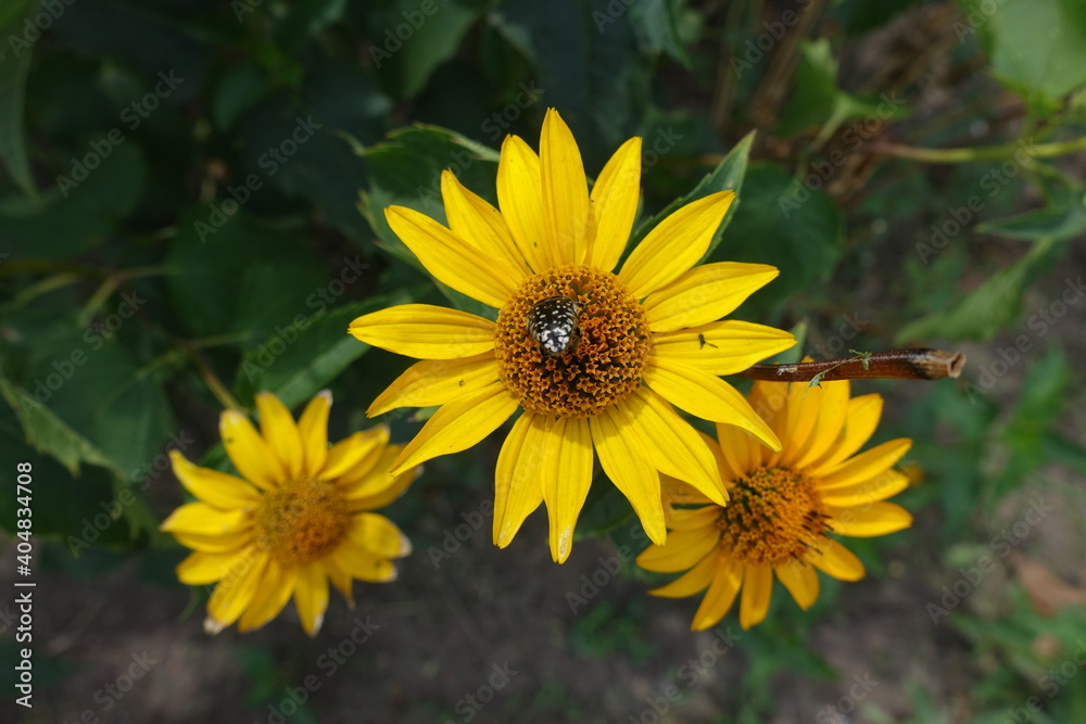 Bug pollinating yellow flower of Heliopsis helianthoides in July Bug pollinating yellow flower of Heliopsis helianthoides in July