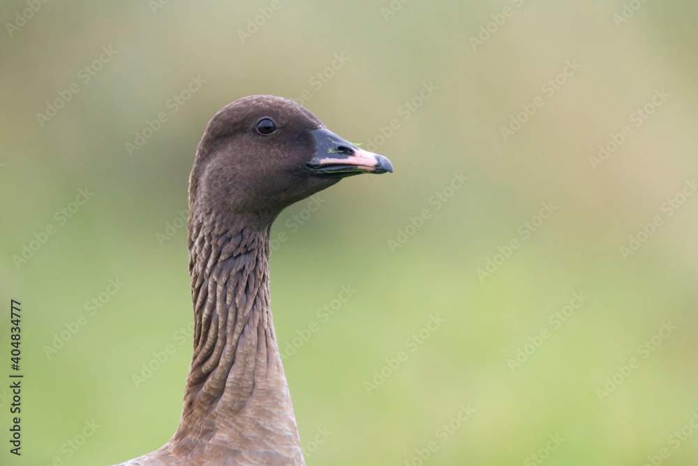 Kleine Rietgans, Pink-footed Goose, Anser brachyrhynchus Kleine Rietgans, Pink-footed Goose, Anser brachyrhynchus