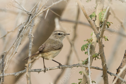 Plain-leaf Warbler, Phylloscopus neglectus photo