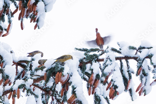 Scottish Crossbill, Loxia scotica (possible) photo