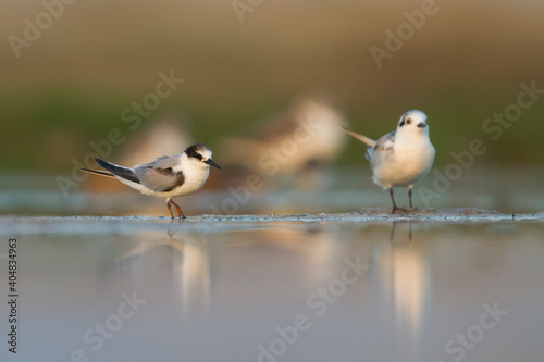 Presumed Saunder's Tern, Sternula saundersi