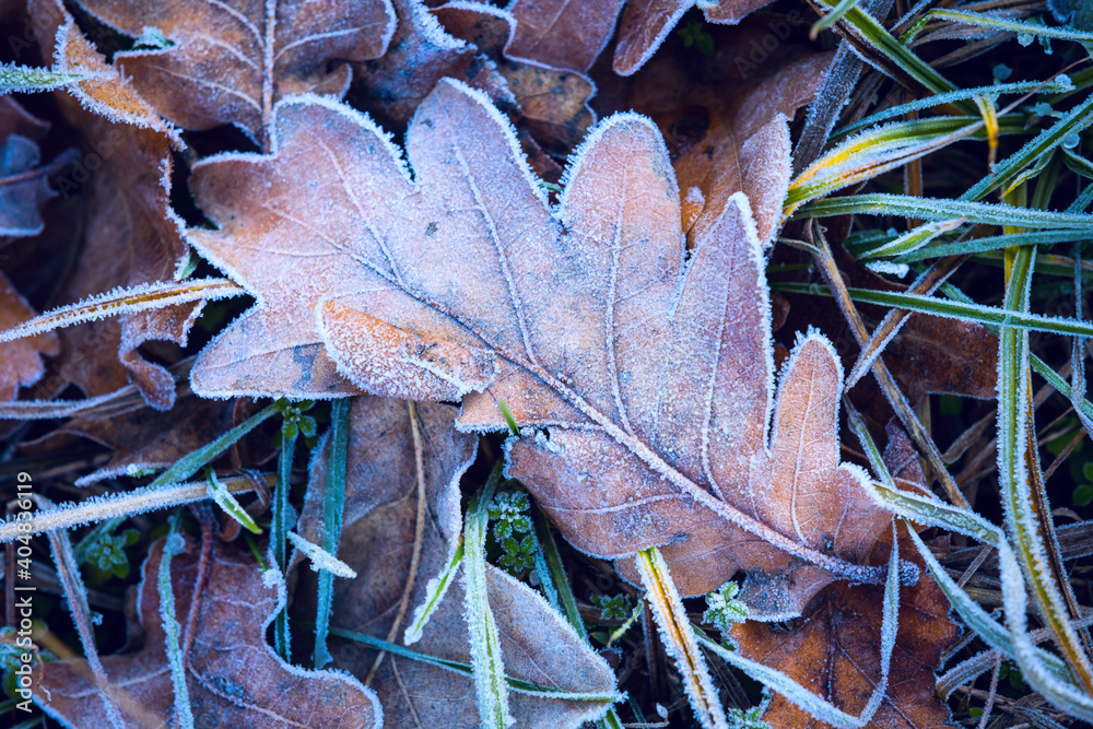 Abstract frozen oak leaf