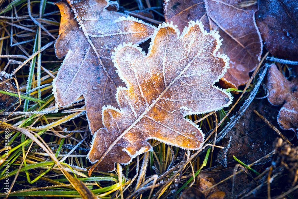 hoarfrost in autumn leafage