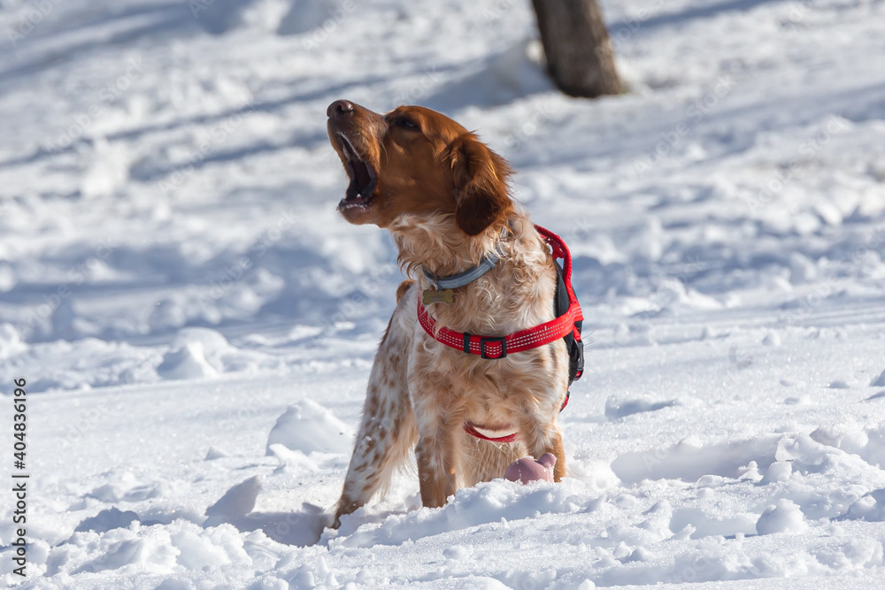 Spaniel breed dog playing in the snow after the storm Filomena in Madrid.