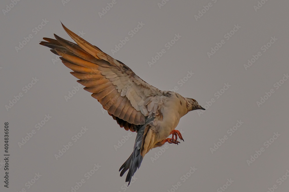 Fototapeta premium Rock Pigeon isolated