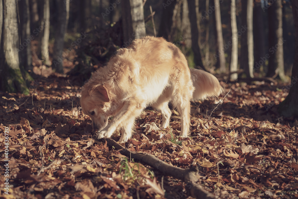 dog in autumn wood