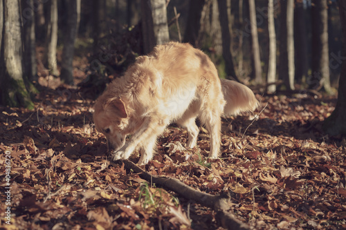 dog in autumn wood