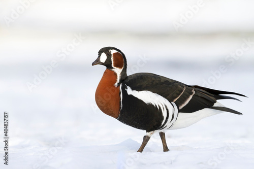 Roodhalsgans, Red-breasted Goose, Branta ruficollis photo