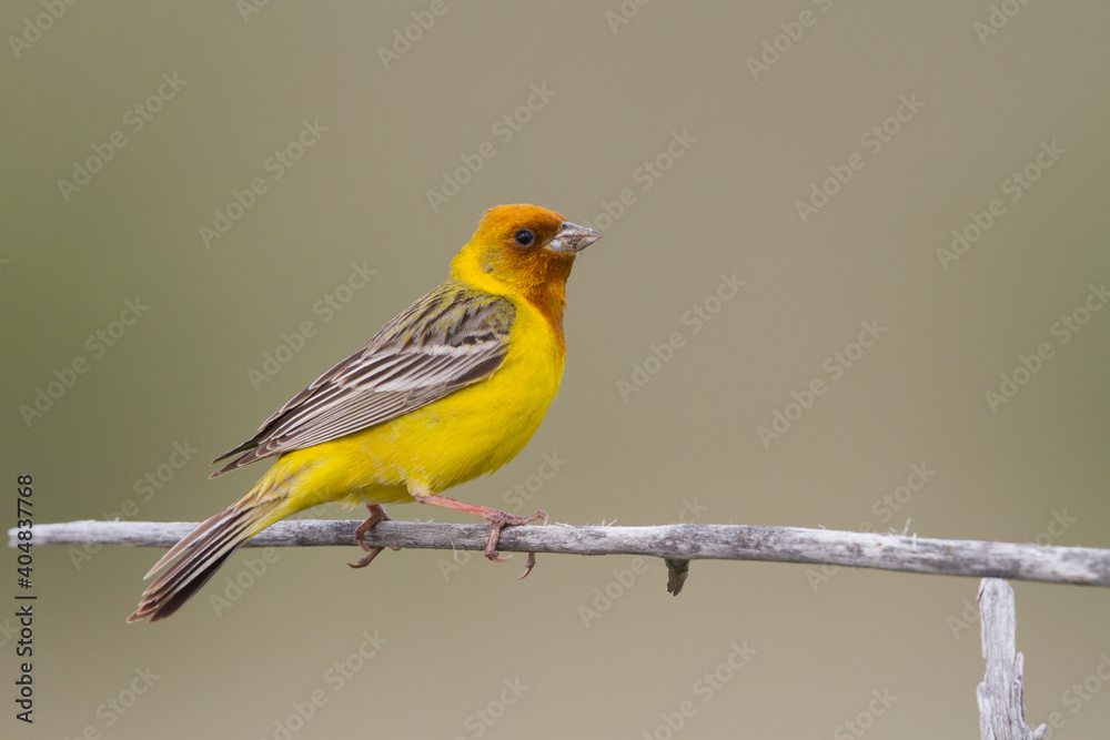 Bruinkopgors, Red-headed Bunting, Emberiza bruniceps Bruinkopgors, Red-headed Bunting, Emberiza bruniceps