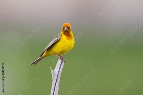 Bruinkopgors, Red-headed Bunting, Emberiza bruniceps photo