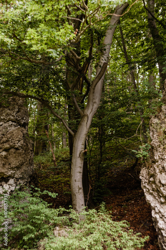 Drzewo rosnące między dwoma skałami