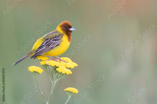 Bruinkopgors, Red-headed Bunting, Emberiza bruniceps