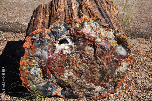 Petrified Forest National Park, Skamieniały Las, USA